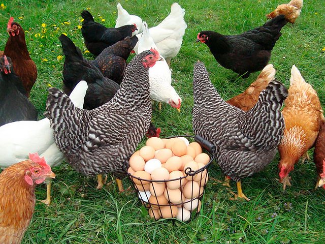 Содержание кур и уход за ними | ЗооТом - продажа, вязка и услуги для животных в Чудово