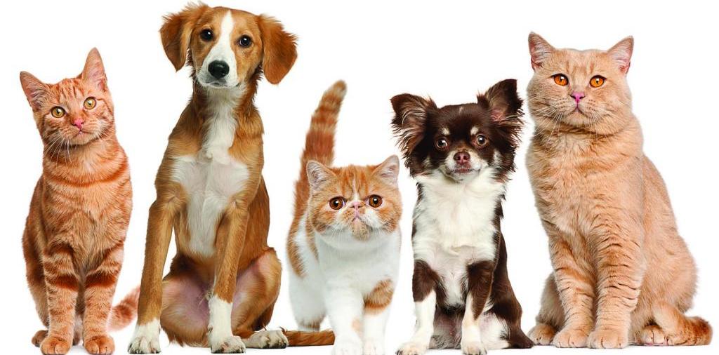 Доска объявлений о животных | ЗооТом - продажа, вязка и услуги для животных в Чудово