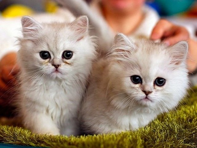 Породы кошек в Чудово | ЗооТом портал о животных
