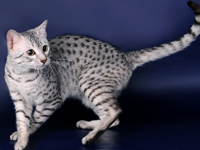 Породы кошек в Чудово | ЗооТом портал о животных