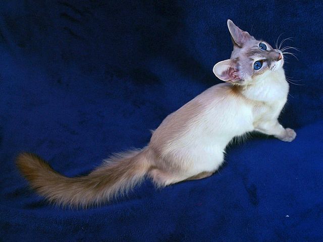 Выведенные породы кошек в Чудово | ЗооТом портал о животных