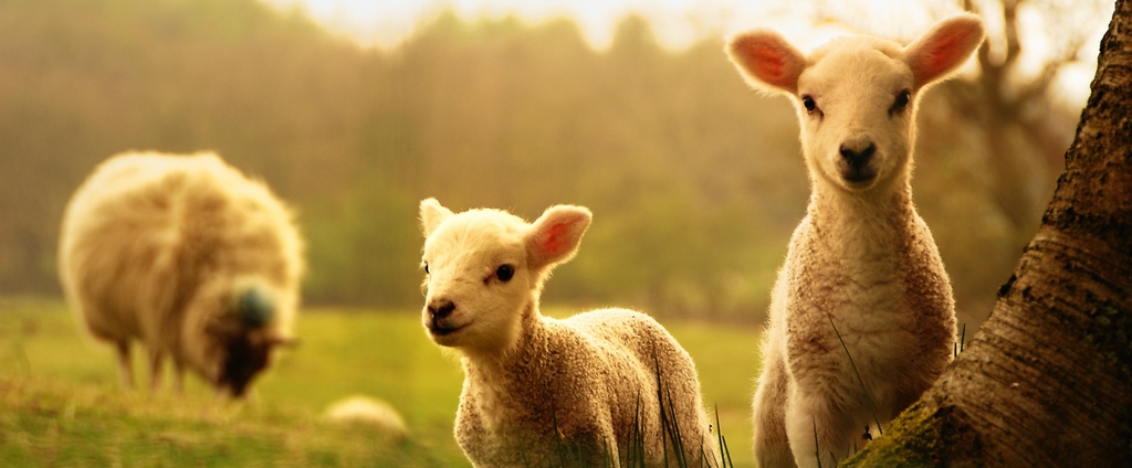 Объявления о сельскохозяйственных животных | ЗооТом - продажа, вязка и услуги для животных в Чудово