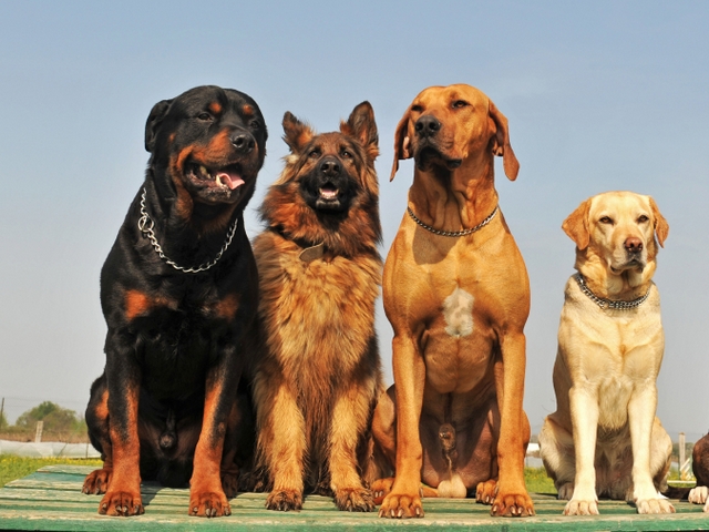 Крупные породы собак в Чудово | ЗооТом портал о животных
