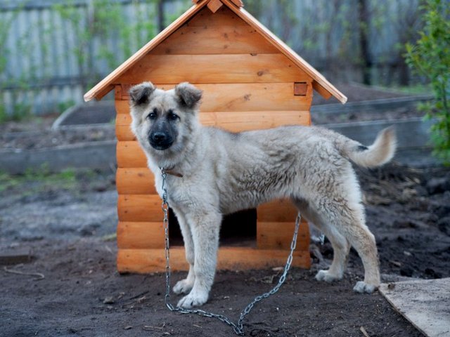 Все о собаках в Чудово Все о собаках в Чудово
